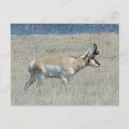 Postal A25 Pronghorn Antelope Young Buck