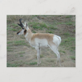 Postal A26 Pronghorn Antelope Buck
