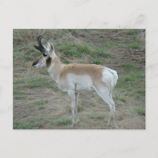 Postal A26 Pronghorn Antelope Buck (Anverso)