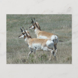 Postal A27 Pronghorn Antelope Young Bucks
