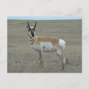 Postal A28 Pronghorn Antelope Young Buck
