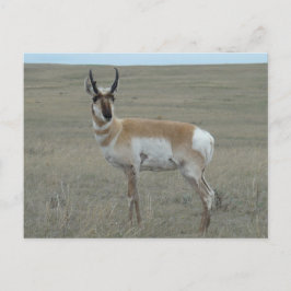 Postal A28 Pronghorn Antelope Young Buck