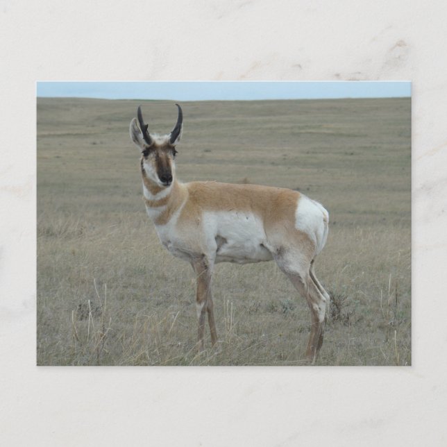 Postal A28 Pronghorn Antelope Young Buck (Anverso)