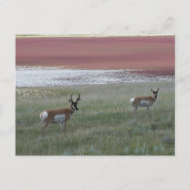 Postal A2 Pronghorn Antelope