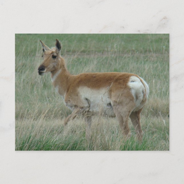 Postal A31 Antilope Berrendo Hembra (Anverso)
