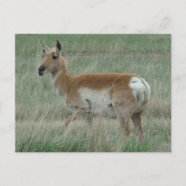 Postal A31 Pronghorn Antelope Doe