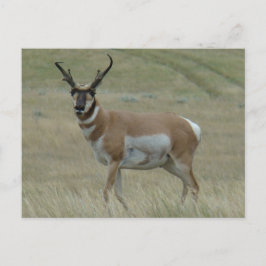Postal A33 Hornos Crocidos de Antelope Pronghorn