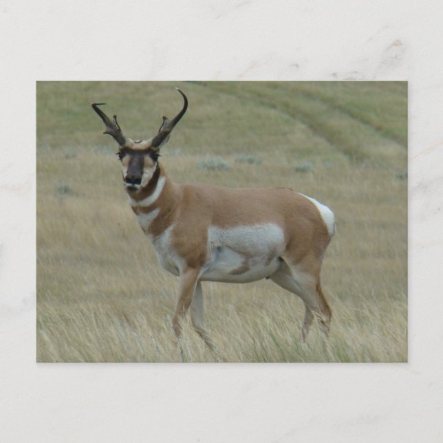Postal A33 Hornos Crocidos de Antelope Pronghorn (Anverso)