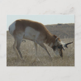 Postal A34 Hornos Crocados de Antelope Pronghorn