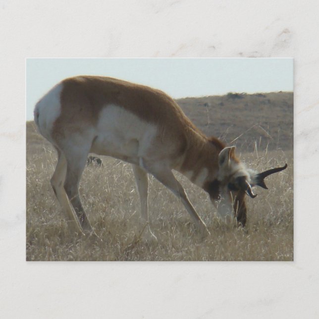 Postal A34 Hornos Crocados de Antelope Pronghorn (Anverso)
