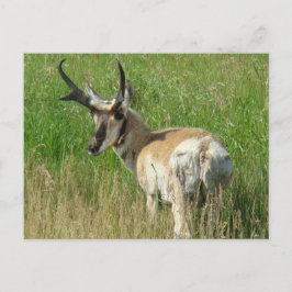 Postal A35 Pronghorn Antelope Buck