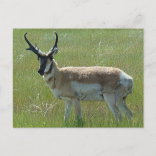 Postal A36 Pronghorn Antelope Buck