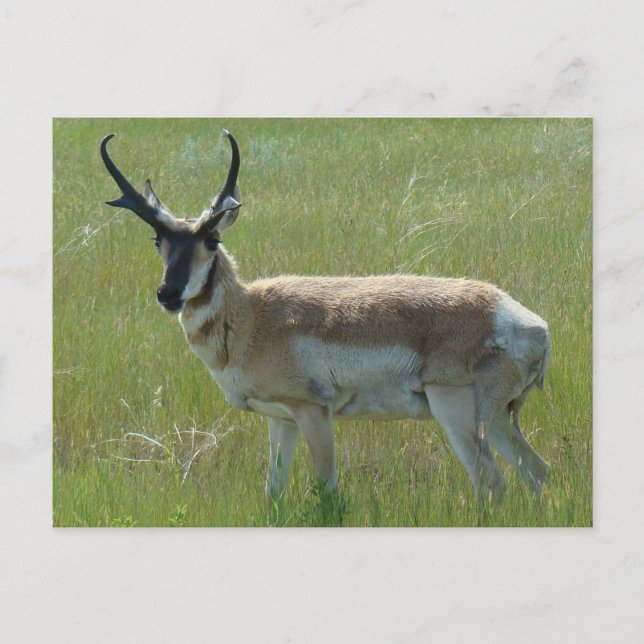 Postal A36 Pronghorn Antelope Buck (Anverso)