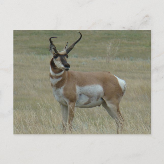 Postal A37 Hornos Crocidos de Antelope Pronghorn (Anverso)