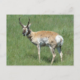 Postal A3 Pronghorn Antelope masticando