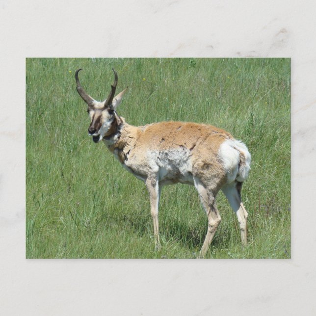 Postal A3 Pronghorn Antelope masticando (Anverso)