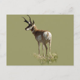 Postal A43 Pronghorn Antelope Buck