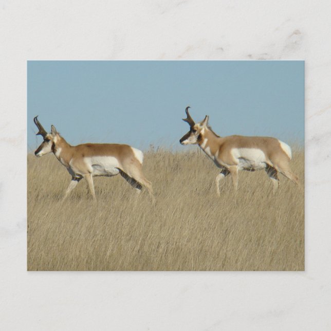 Postal A45 Cúmulos de Antelope Pronghorn (Anverso)