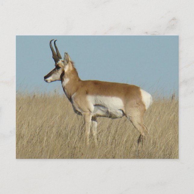 Postal A46 Pronghorn Antelope (Anverso)