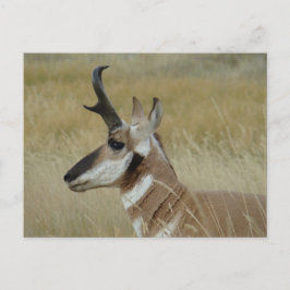Postal A4 Pronghorn Antelope Young Buck Head Shot Profile