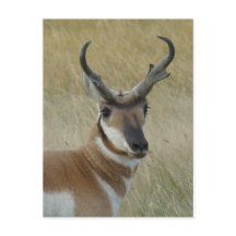 A5 Pronghorn Antelope Big Buck Head