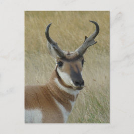 Postal A5 Pronghorn Antelope Big Buck Head