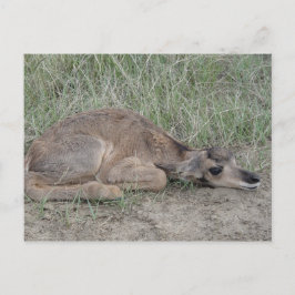 Postal A6 Baby Pronghorn Antelope
