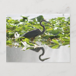 Postal A6 Gran Postcarta de garza