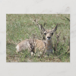 Postal A7 Bebé Pronghorn Antelope