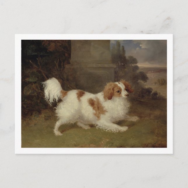 Postal A Blenheim Spaniel, c.1820-30 (aceite sobre lienzo (Anverso)