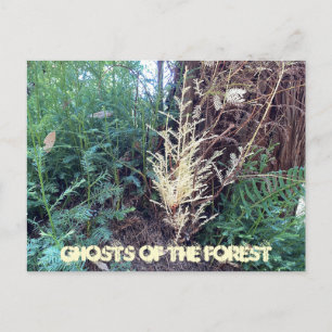 POSTAL A CALIFORNIA MYSTERY: FANTASMAS DEL BOSQUE