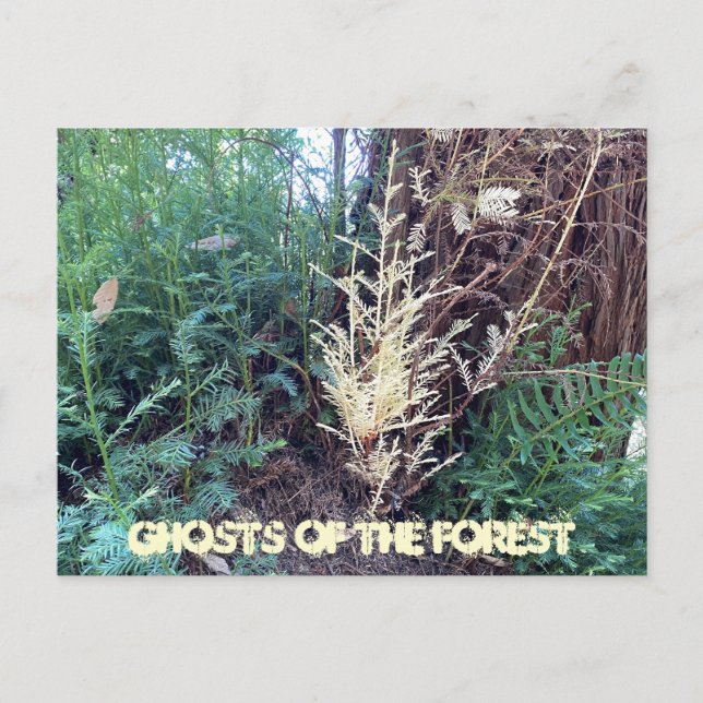 POSTAL A CALIFORNIA MYSTERY: FANTASMAS DEL BOSQUE (Anverso)