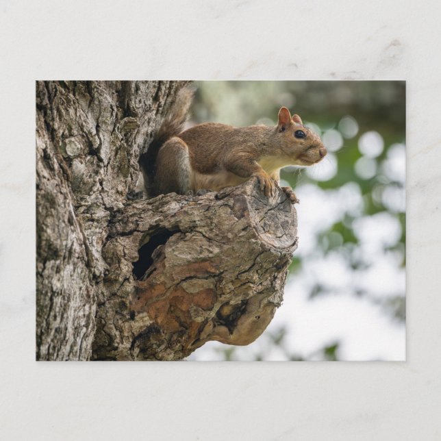 Postal A curious squirrel perched on the knob of a tree. (Anverso)