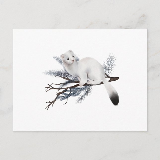 Postal A cute winter weasel perched on a branch (Anverso)
