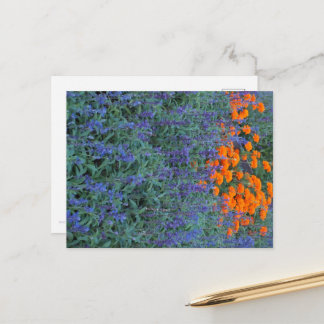 Postal A flower garden of blue salvia and marigolds.