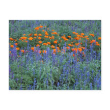 A flower garden of blue salvia and marigolds.