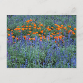 Postal A flower garden of blue salvia and marigolds.