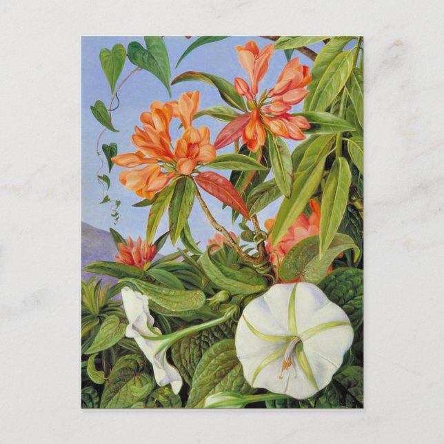 Postal A Javan Rhododendrum e Ipomoea (Anverso)