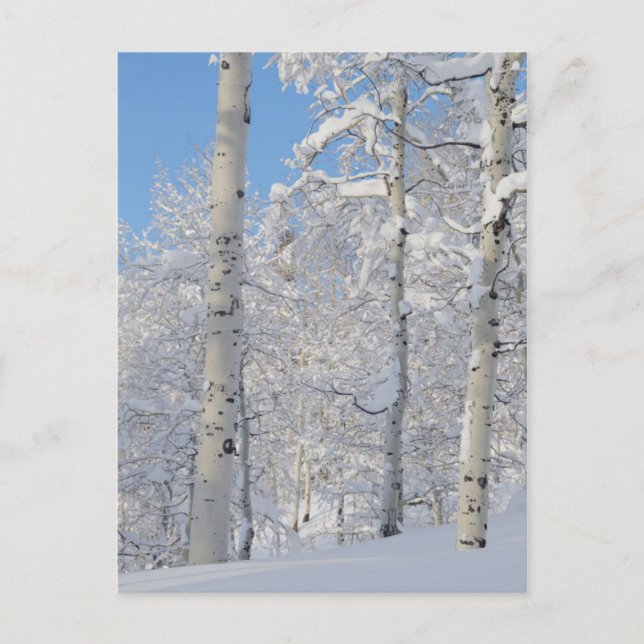 Postal Álamos cubiertos de nieve, Beartrap-Desolation Ri (Anverso)