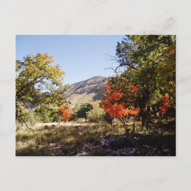 Postal A lo largo del camino - Pastizal (Anverso)