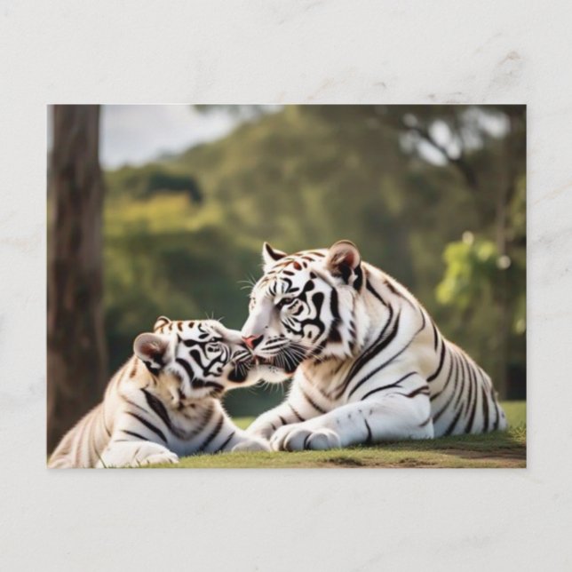 Postal A Moment of Calm – White Tigers Postcard (Anverso)