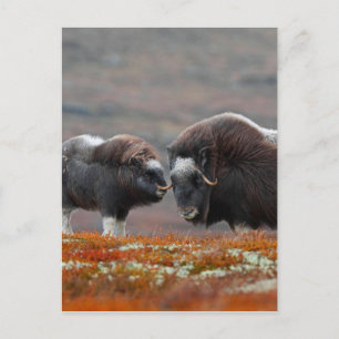 Postal A Musk Ox y Calf