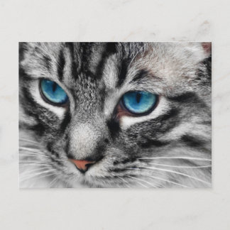 Postal A-PAL - Gato de tabla plateado con ojos azules cer
