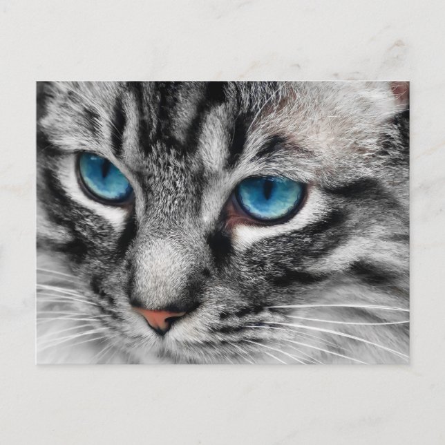 Postal A-PAL - Gato de tabla plateado con ojos azules cer (Anverso)