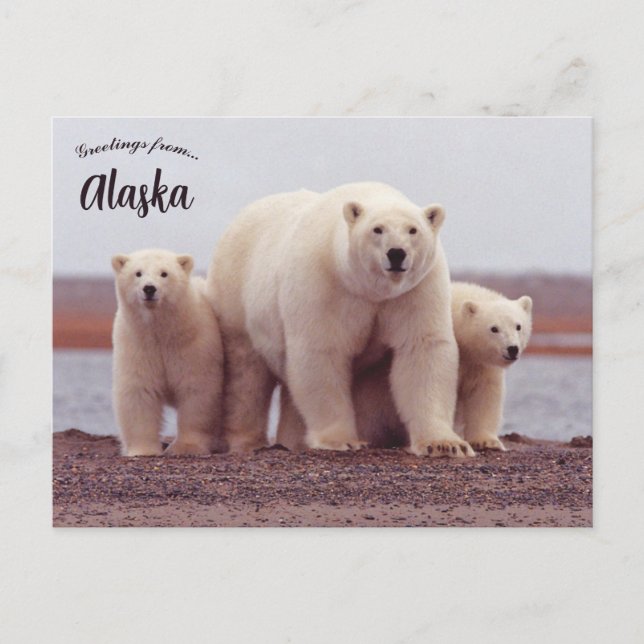 Postal A Polar Bear Mother With Her Cubs in Alaska (Anverso)