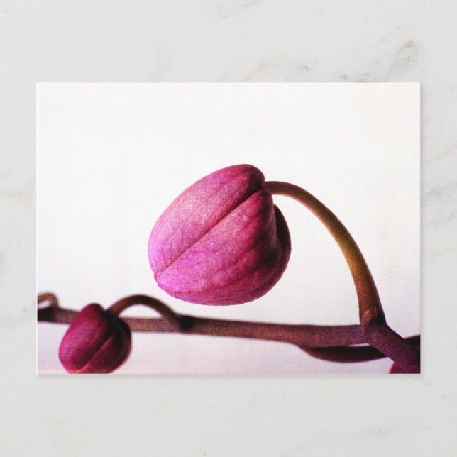 Postal A punto de florecer (Anverso)