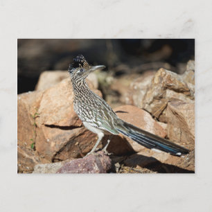 Postal A Road runner pauses momentarily on its search