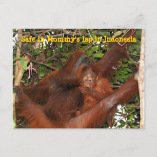 Postal A salvo en el laúd de mamá