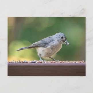 Postal A small tufted titmouse eating birdseed.