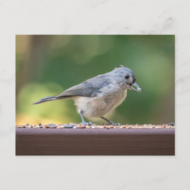 Postal A small tufted titmouse eating birdseed. (Anverso)